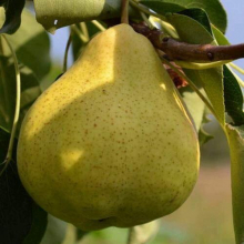 Груша Великая летняя