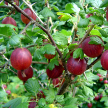 Крыжовник Юбиляр