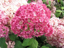 Гортензия метельчатая Белла Анна