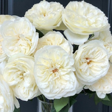 Роза «Элла»